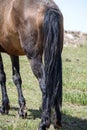 Tail of a Horse in Kalajun Grassland