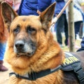 Police dog in mission - German shepherd Royalty Free Stock Photo