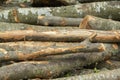 Strong large pieces of wood Royalty Free Stock Photo