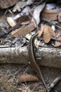 Strong lizard Madagascar girdled lizard, Zonosaurus madagascariensis, Nosy Mangabe, Madagascar