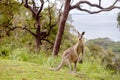 Strong Male Kangaroo Royalty Free Stock Photo