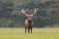 Red deer, cervus elaphus, stag roaring in mating season Royalty Free Stock Photo