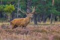 Strong male Red deer in field of Heather