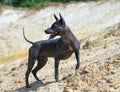 Strong male Xoloitzcuintle Mexican Hairless Dog standing against yellow sand dunes background