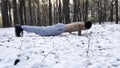 Strong man doing push ups on snow at winter forest. Sportsman exercising at nature. Young guy training outdoor. Muscular Royalty Free Stock Photo