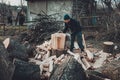 A strong man harvests firewood for the winter in the back yard of the house cutting the big and sturdy grass tree Royalty Free Stock Photo