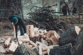 A strong man harvests firewood for the winter in the back yard of the house cutting the big and sturdy grass tree Royalty Free Stock Photo