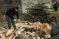 A strong man harvests firewood for the winter in the back yard of the house cutting the big and sturdy grass tree Royalty Free Stock Photo