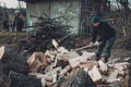 A strong man harvests firewood for the winter in the back yard of the house cutting the big and sturdy grass tree Royalty Free Stock Photo