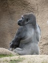 Strong and mighty Silver back Gorilla looking over his shoulder Royalty Free Stock Photo