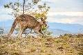 Australian wild Male Kangaroo in nature