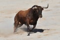 A strong spanish bull with big horns in a traditional spectacle of bullfight