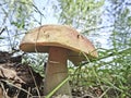 Strong mushroom boletus grew in a clearing