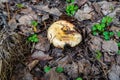 Strong mushroom of grow in autumn grass under fallen leaves in sunny autumn day