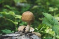strong mushroom grown on the trunk of fallen tree