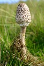 Strong mushroom pushes the forest soil and grass up