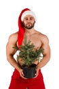 Strong naked young guy at the Santa Claus hat with Christmas tree in his hand Royalty Free Stock Photo