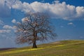 Strong oak under spring sky