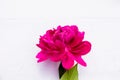 Strong and perfect bud of peony petals