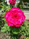 Strong pink rose in a park in Rumania