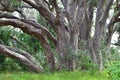 Strong pohutukawa tree trunks in forest