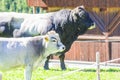 Strong and powerful black bull and calf in the mountains Royalty Free Stock Photo