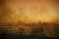 Strong prairie fire with large clouds of choking smoke erupted in southern steppe. Royalty Free Stock Photo