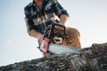 Strong professional logger in plaid shirt sawing tree with chainsaw