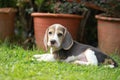 Strong purebred silver tri color beagle puppy in action