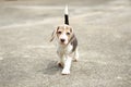 Strong purebred silver tri color beagle puppy in action