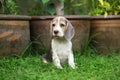 Strong purebred silver tri color beagle puppy in action