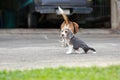 Strong purebred silver tri color beagle puppy in action