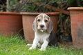 Strong purebred silver tri color beagle puppy in action