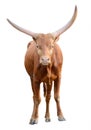 Strong red brown bull ox isolated