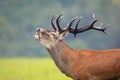 Strong red deer stag with massive antlers roaring in rutting season Royalty Free Stock Photo