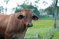 A strong robust young Australian Brahman beef bull Royalty Free Stock Photo