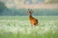 Roe deer buck with dark antlers on a meadow with wildflowers in the morning Royalty Free Stock Photo