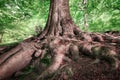 Strong roots of a large beech tree