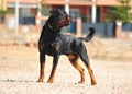 A strong rottweiler dog in the field Royalty Free Stock Photo