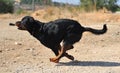 A strong rottweiler dog in the field Royalty Free Stock Photo