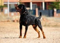 A strong rottweiler dog in the field Royalty Free Stock Photo