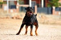 A strong rottweiler dog in the field Royalty Free Stock Photo