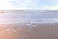 Strong sea waves on the sandy shore. Shells of rapan on the sand.