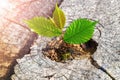 A strong seedling growing in the center trunk on cut stump. Concept of support building a future focus on new life Royalty Free Stock Photo