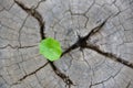 A strong seedling growing in the center trunk of cut stumps. tree Concept of support building a future focus on new life Royalty Free Stock Photo