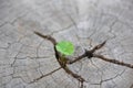 A strong seedling growing in the center trunk of cut stumps. tree Concept of support building a future focus on new life Royalty Free Stock Photo