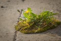 Strong seedling growing in the concrete crack ,business concept of emerging leadership success generating new business Royalty Free Stock Photo