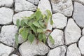 Strong seedling growing in the stone Royalty Free Stock Photo