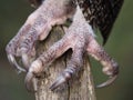 Strong Sharp Lesser Sooty Owl`s Talons. Royalty Free Stock Photo