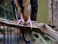 Strong sharp talons. Royalty Free Stock Photo